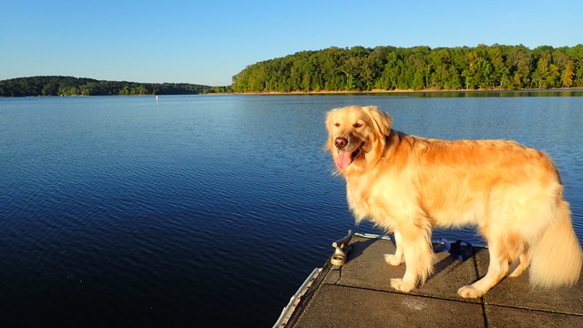 Toko enjoying Lake Barkley